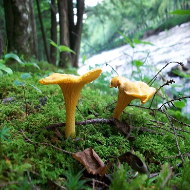 places to find chanterelle mushroom